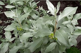 Шум ветра в листве