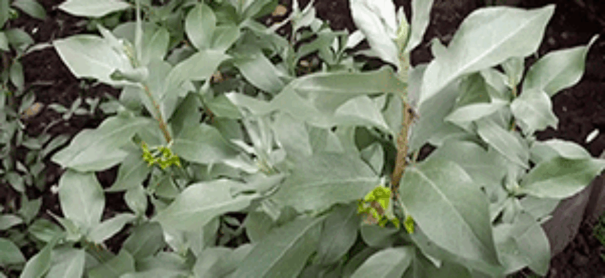 Шум ветра в листве