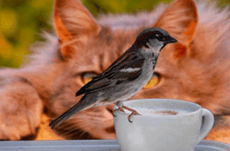 Звук саспенса Кошка вот вот схватит воробья