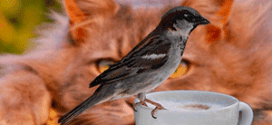 Кошка вот вот схватит воробья