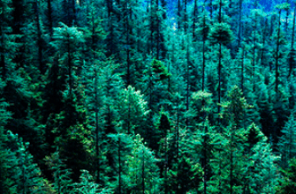 Звук ветра в лесу