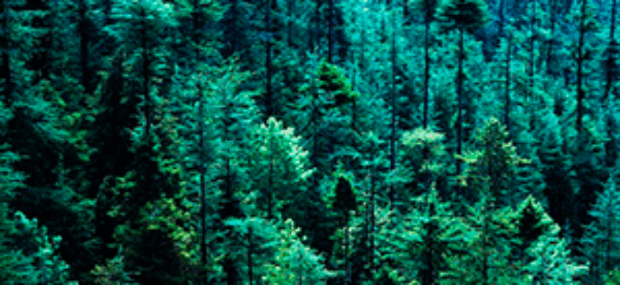 Звук ветра в лесу