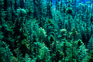 Звуки ветра в лесу — на картинке хвойный лес