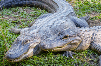 Звуки аллигатора