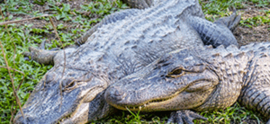 Звуки аллигатора