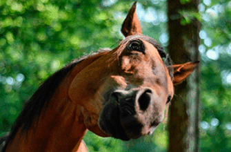 Лошадь фыркает