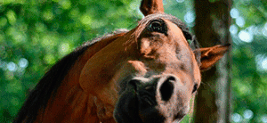 Лошадь фыркает