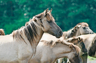 Звук храп лошади скачать бесплатно Лошадь храпит хвук