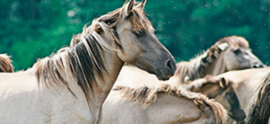 Лошадь храпит хвук