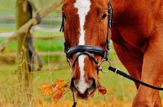 Лошадь жует — звук слушать и скачать Лошадь жует сено и смотрит на нас