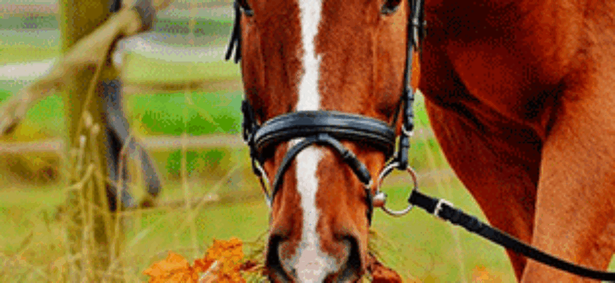 Лошадь жует сено и смотрит на нас