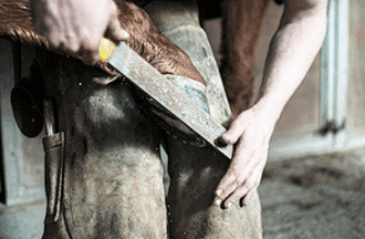 Подковывают лошадь, подпиливают копыто