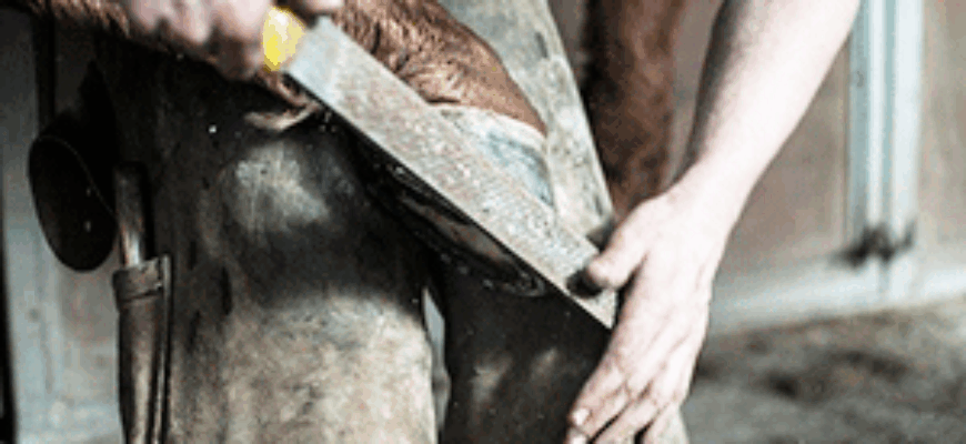 Подковывают лошадь, подпиливают копыто