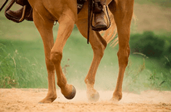 Звук копыт лошади — лошадь бежит по грунтовой дороге