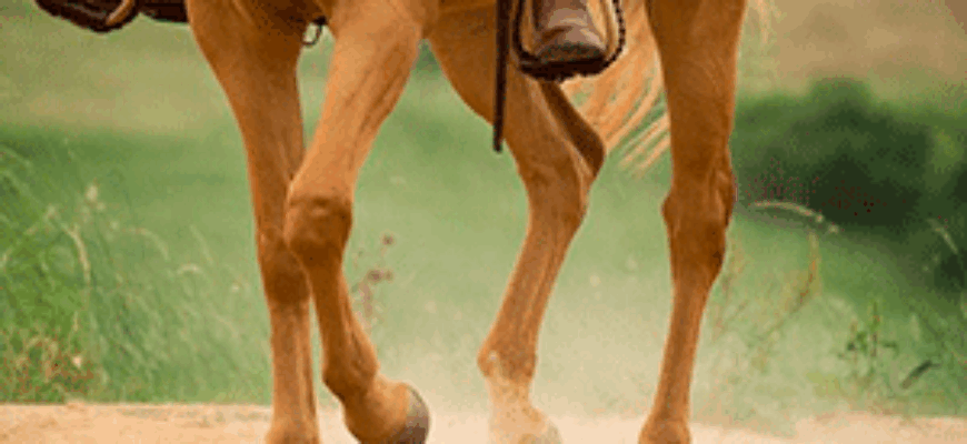 Звук копыт лошади — лошадь бежит по грунтовой дороге