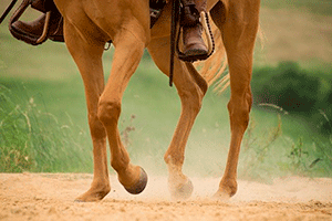 Звук копыт лошади — лошадь бежит по грунтовой дороге