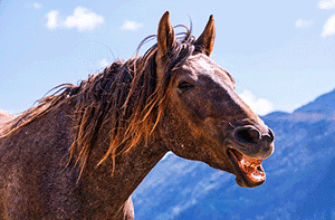 ржание лошади слушать и скачать