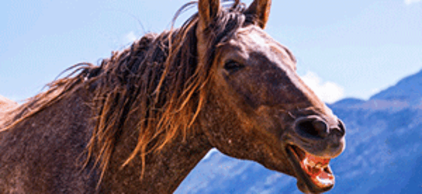 ржание лошади слушать и скачать