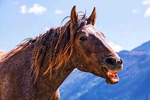 Табун лошадей скачет — звук