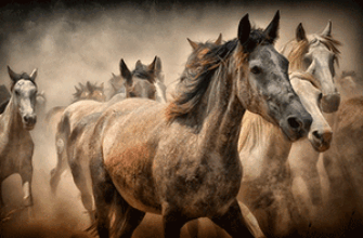 табун лошадей скачет