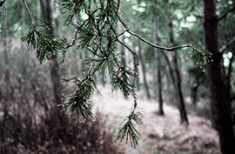 Капли дождя на ветке сосны в лесу — иллюстрация для публикации «звук дождя в лесу»