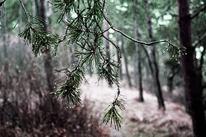 Капли дождя на ветке сосны в лесу — иллюстрация для публикации «звук дождя в лесу»