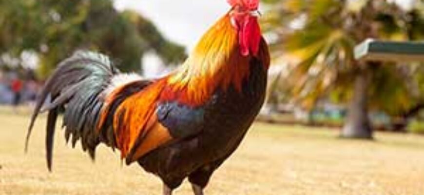 На фото петух — иллюстрация к публикации «Скачать звуки петуха»