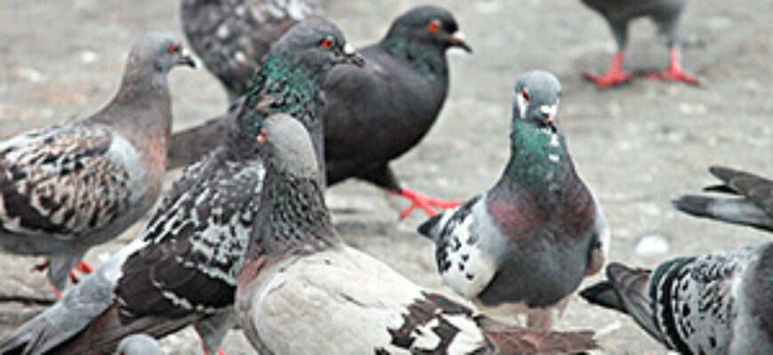 Звук играющих на улице детей