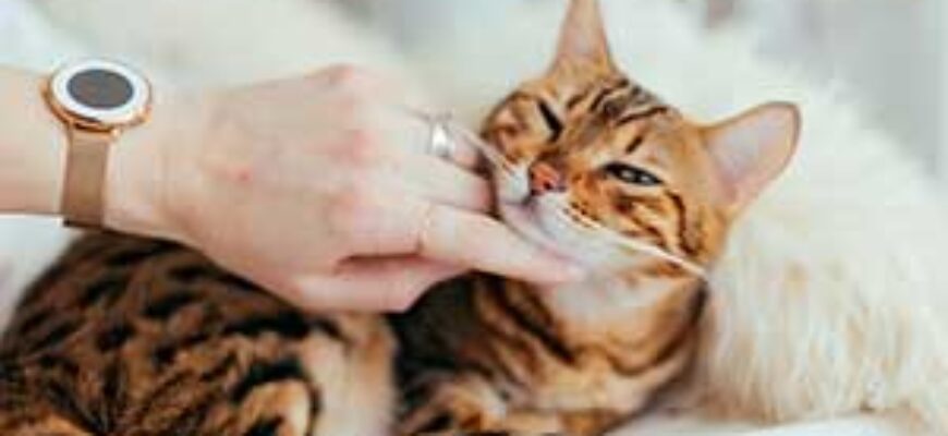 Звук мурлыкания кошки