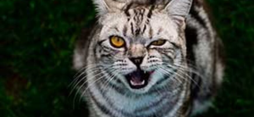 Звук шипения кошки