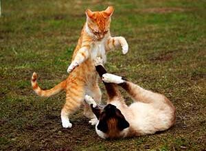 Две кошки борются — иллюстрация к публикации «Кошачья драка звуки»