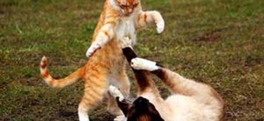 Две кошки борются — иллюстрация к публикации «Кошачья драка звуки»