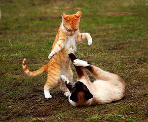 Две кошки борются — иллюстрация к публикации «Кошачья драка звуки» 
