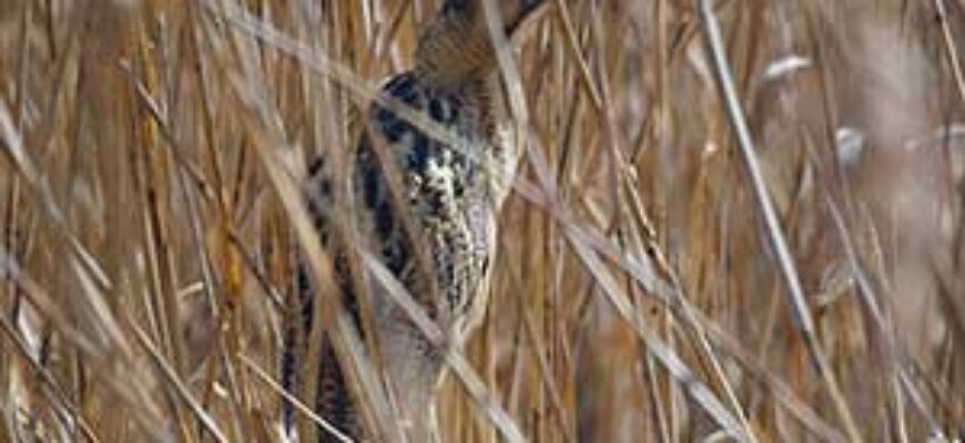 Птица выпь стоит среди тростника —иллюстрация к публикации «Звук выпи птицы»