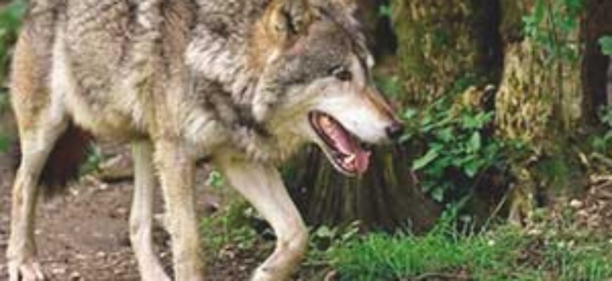 Звук лая волка