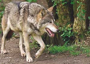 Звук рычания волка