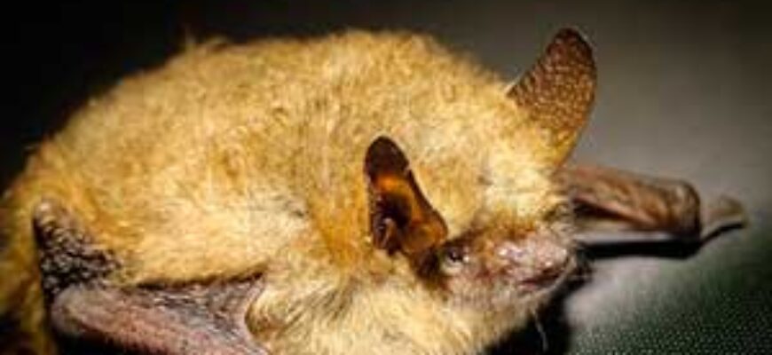 Звуки летучих мышей слушать