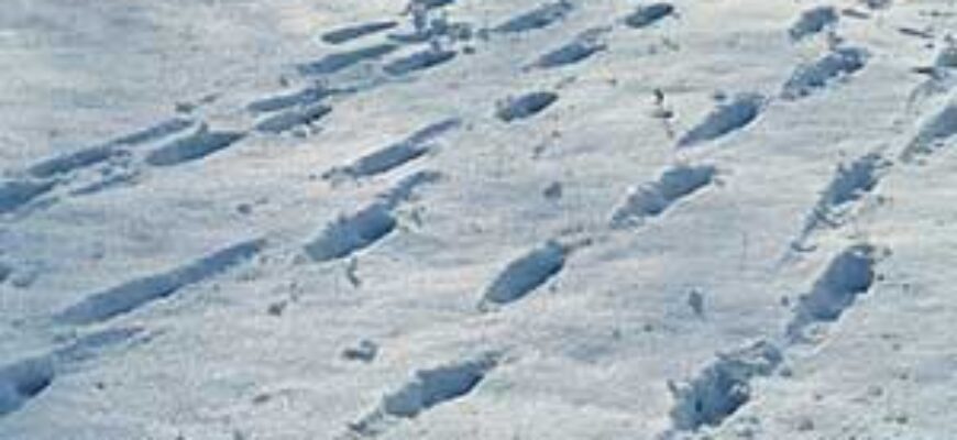 Звук шагов по снегу