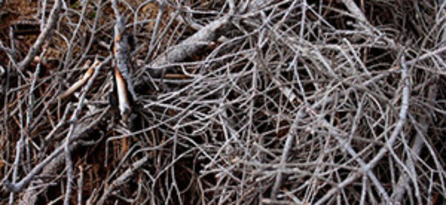 Звук хруста веток