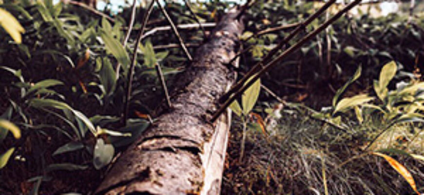 Звук падения дерева