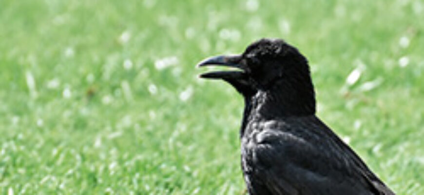 Крик вороны скачать