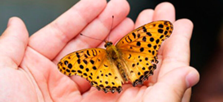 Звуки бабочек скачать