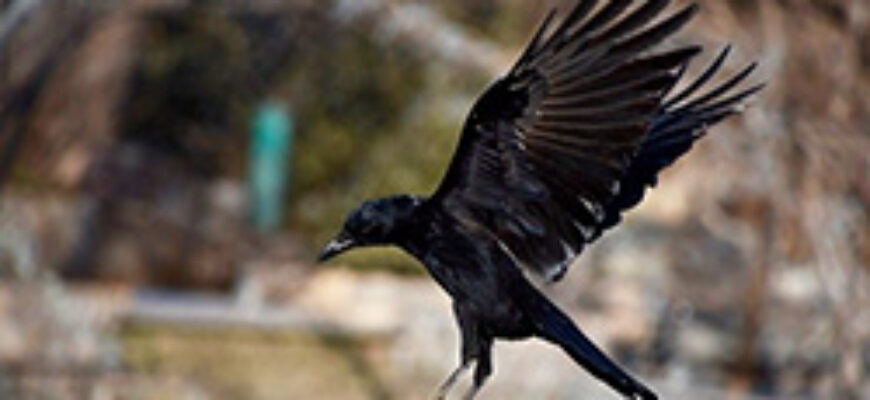 звуки крыльев птиц скачать