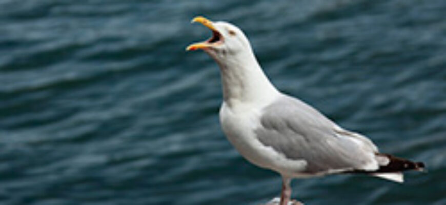 Крик чайки скачать