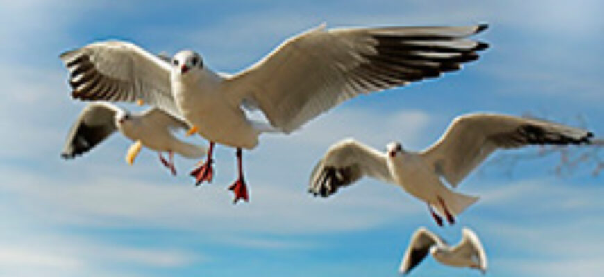 Крики чаек скачать